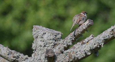 Pilfink (Passer montanus)