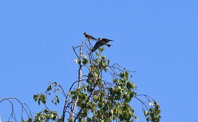 Backsvala (Riparia riparia)