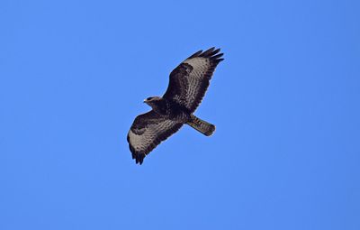 Ormvråk (Buteo buteo)