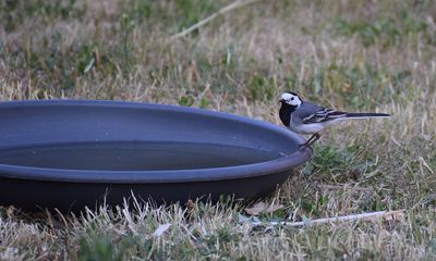 Sdesrla (Motacilla alba)