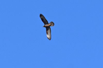 Bivrk (Pernis apivorus)