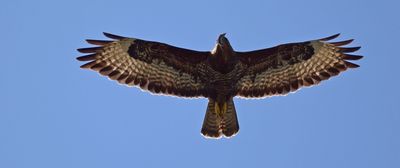 Ormvrk (Buteo buteo)