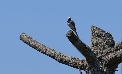 Sdesrla (Motacilla alba)