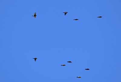 Mindre korsnbb (Loxia curvirostra)