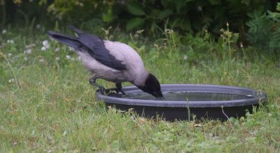 Gråkråka (Corvus cornix)