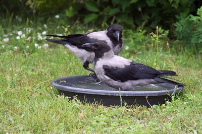 Gråkråka (Corvus cornix)