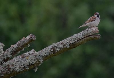 Grsparv (Passer domesticus)