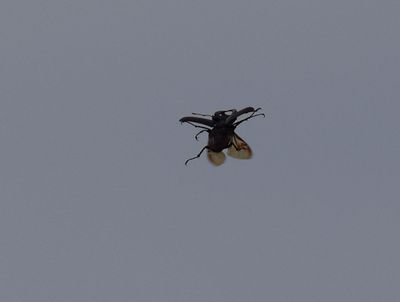 Ekoxe (Lucanus cervus)