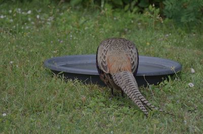Fasan (Phasianus colchicus)