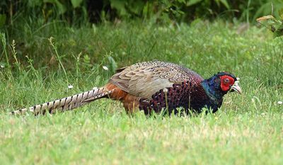 Fasan (Phasianus colchicus)