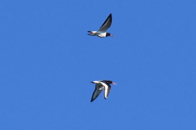 Strandskata (Haematopus ostralegus)