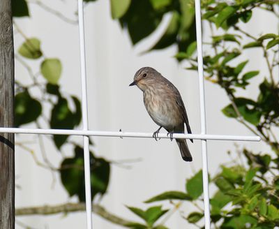 Gr flugsnappare (Muscicapa striata)