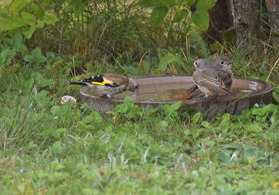Steglits (Carduelis carduelis)