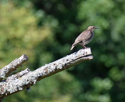 Stare (Sturnus vulgaris)