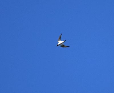 Strre strandpipare (Charadrius hiaticula)