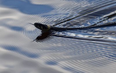 Snok (Natrix natrix)
