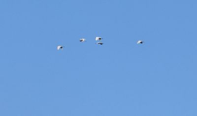 gretthger (Ardea alba)