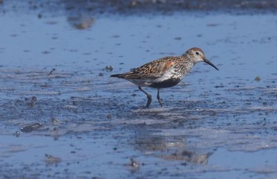 Kärrsnäppa (Calidris alpina)