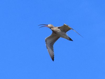 Storspov (Numenius arquata)