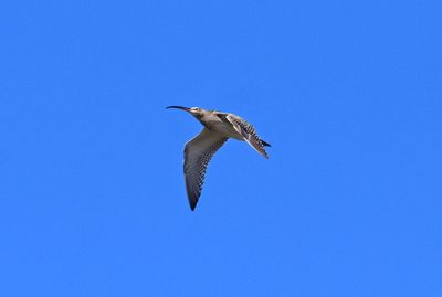 Shorebirds in Sweden