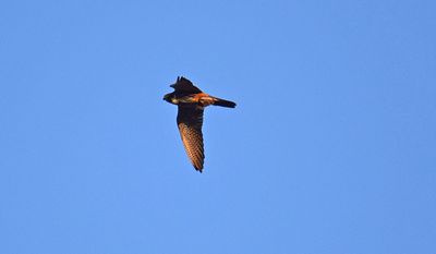 Lärkfalk (Falco subbuteo)