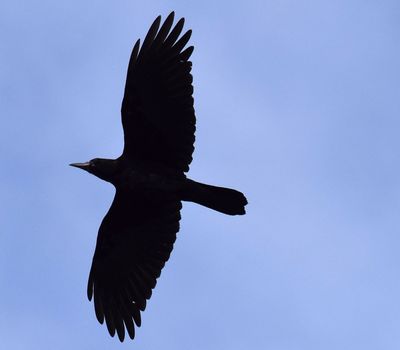 Rka (Corvus frugilegus)