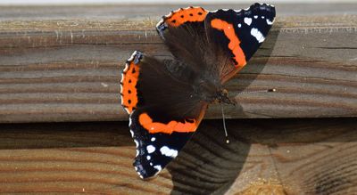 Amiral (Vanessa atalanta)