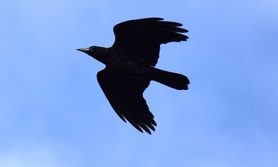 Rka (Corvus frugilegus)