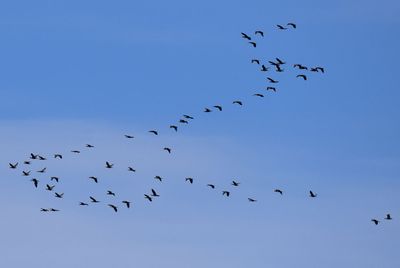 Storskarv (Phalacrocorax carbo)