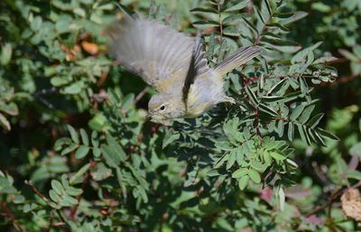 Gransngare (Phylloscopus collybita)