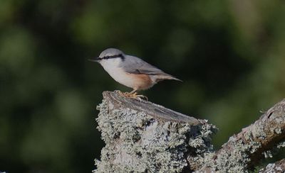 Ntvcka (Sitta europaea) 