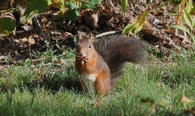 Ekorre (Sciurus vulgaris)