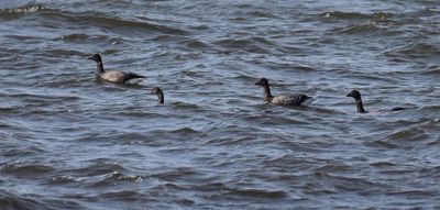 Prutgs (Branta bernicla)