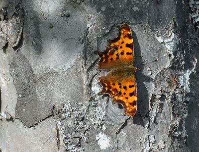 Vinbrsfuks (Polygonia c-album) 