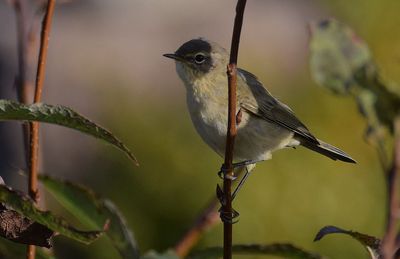 Gransngare (Phylloscopus collybita) 