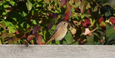 Rödstjärt (Phoenicurus phoenicurus)