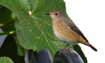 Rödstjärt (Phoenicurus phoenicurus)
