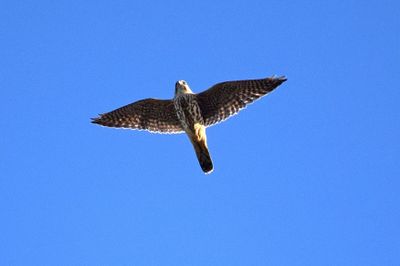 Stenfalk (Falco columbarius)