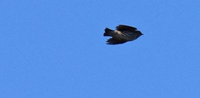 Taltrast (Turdus philomelos)