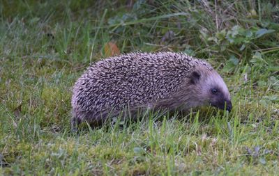 Igelkott (Erinaceus europaeus)