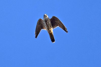 Stenfalk (Falco columbarius)
