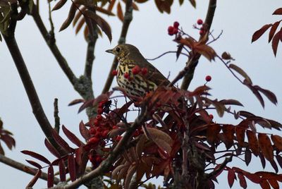 Taltrast (Turdus philomelos)