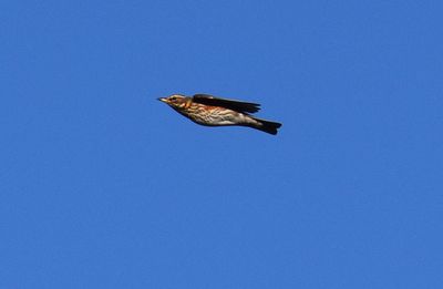 Rödvingetrast (Turdus iliacus)