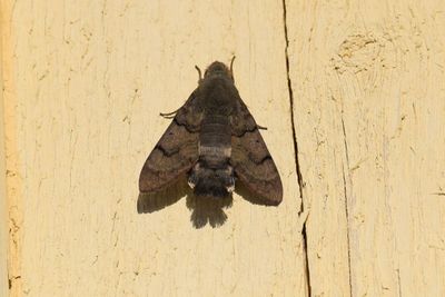 Strre dagsvrmare (Macroglossum stellatarum)