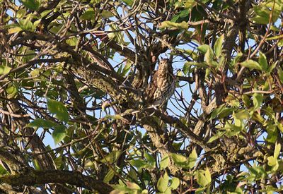 Taltrast (Turdus philomelos)