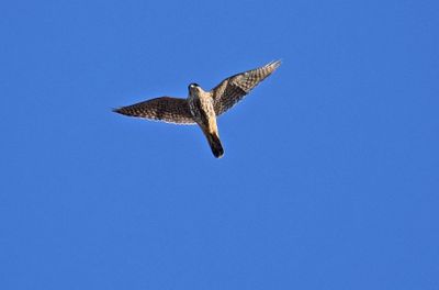 Stenfalk (Falco columbarius)