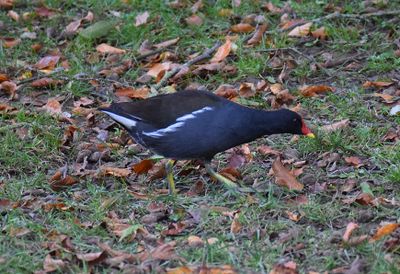 Rrhna (Gallinula chloropus)