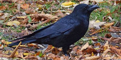 Svartkrka (Corvus (corone) corone)