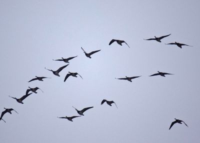 Vitkindad gås (Branta leucopsis)