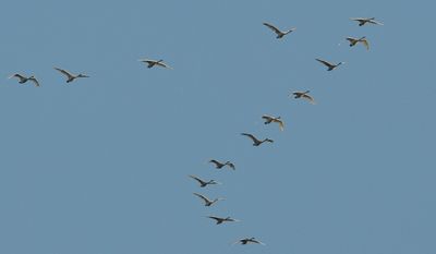 Sångsvan (Cygnus cygnus)